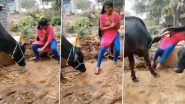 Viral Video: गाय को चारा देकर वहीं डांस करने लगी लड़की, गुस्साए जानवर ने उठाकर फेंका
